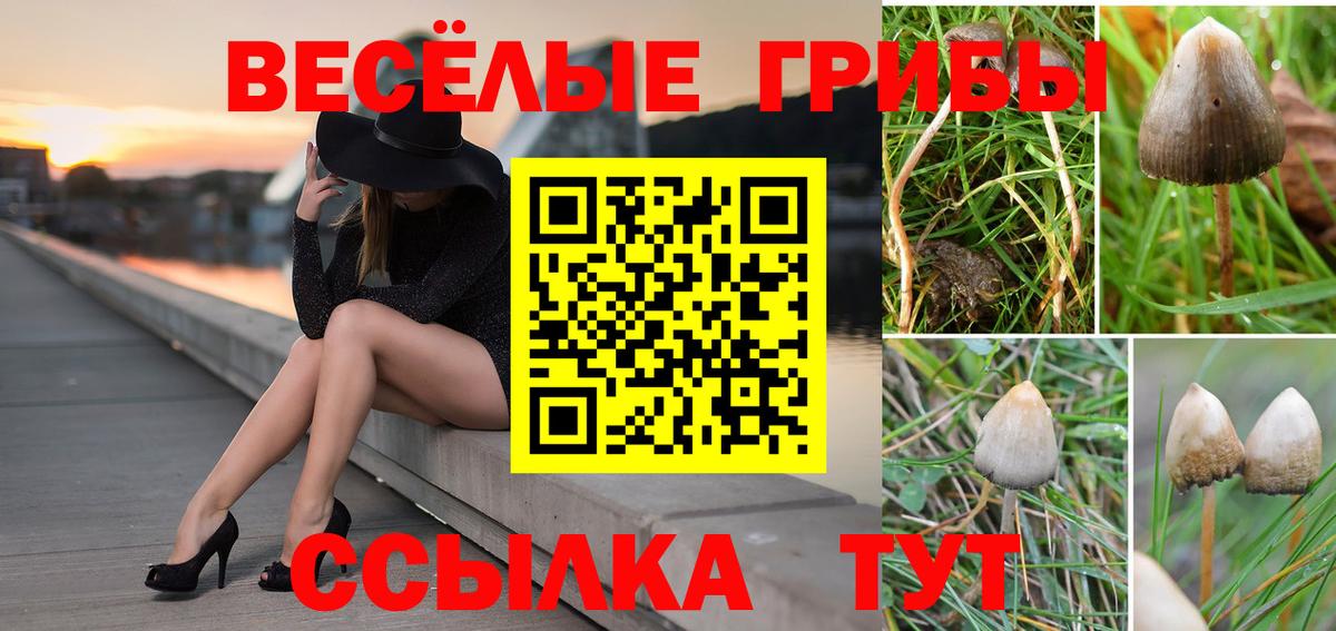 Галлюциногенные грибы Psilocybe  купить наркотик  Тулун  Вход с VPN 
